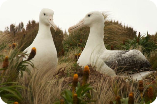 Southern Royal Albatross Campbell Islandn Kimberley Collins