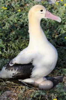 short tailed albatross kure cynthia  vanderlip