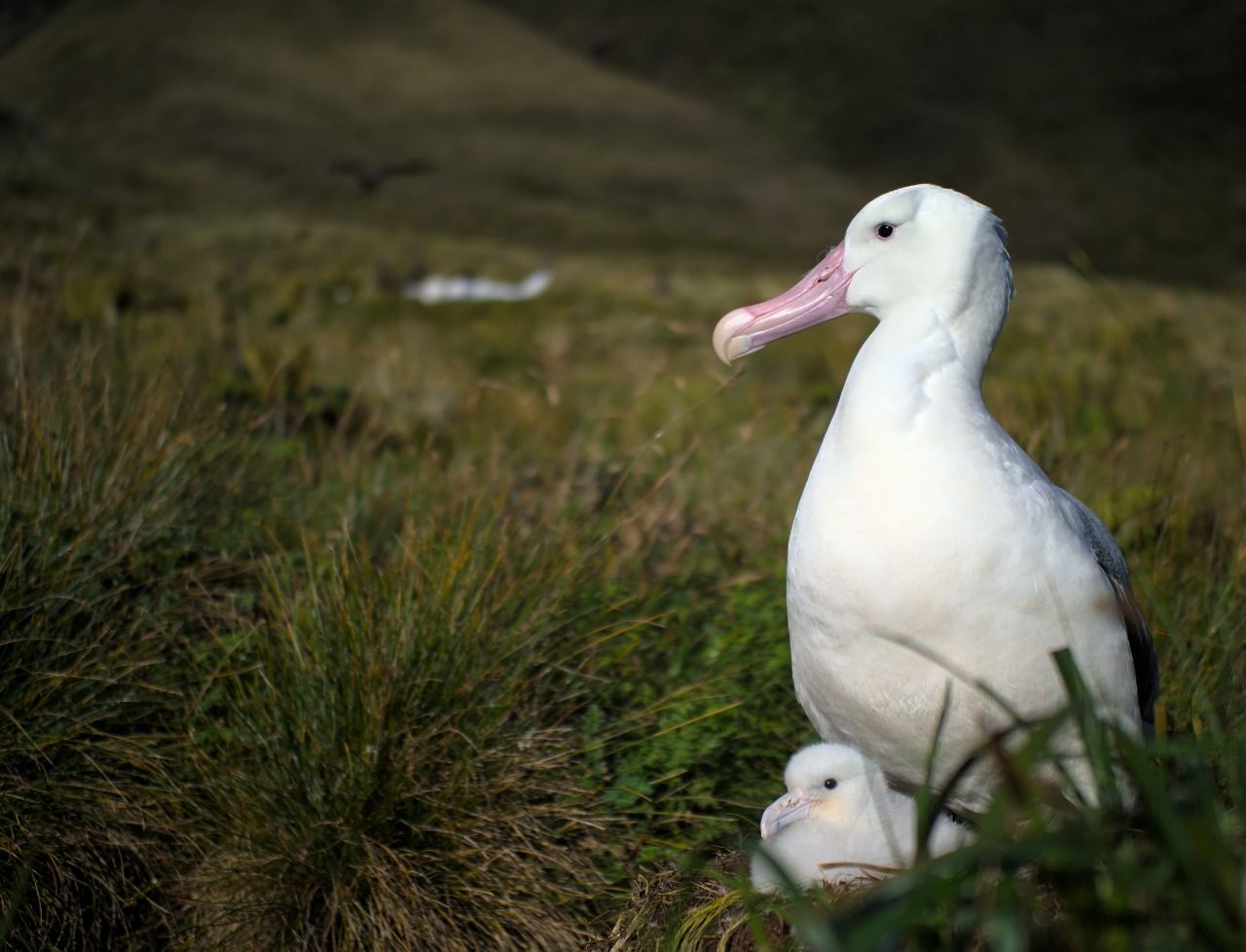Dead Tristan Albatross 1 Rolf Daling