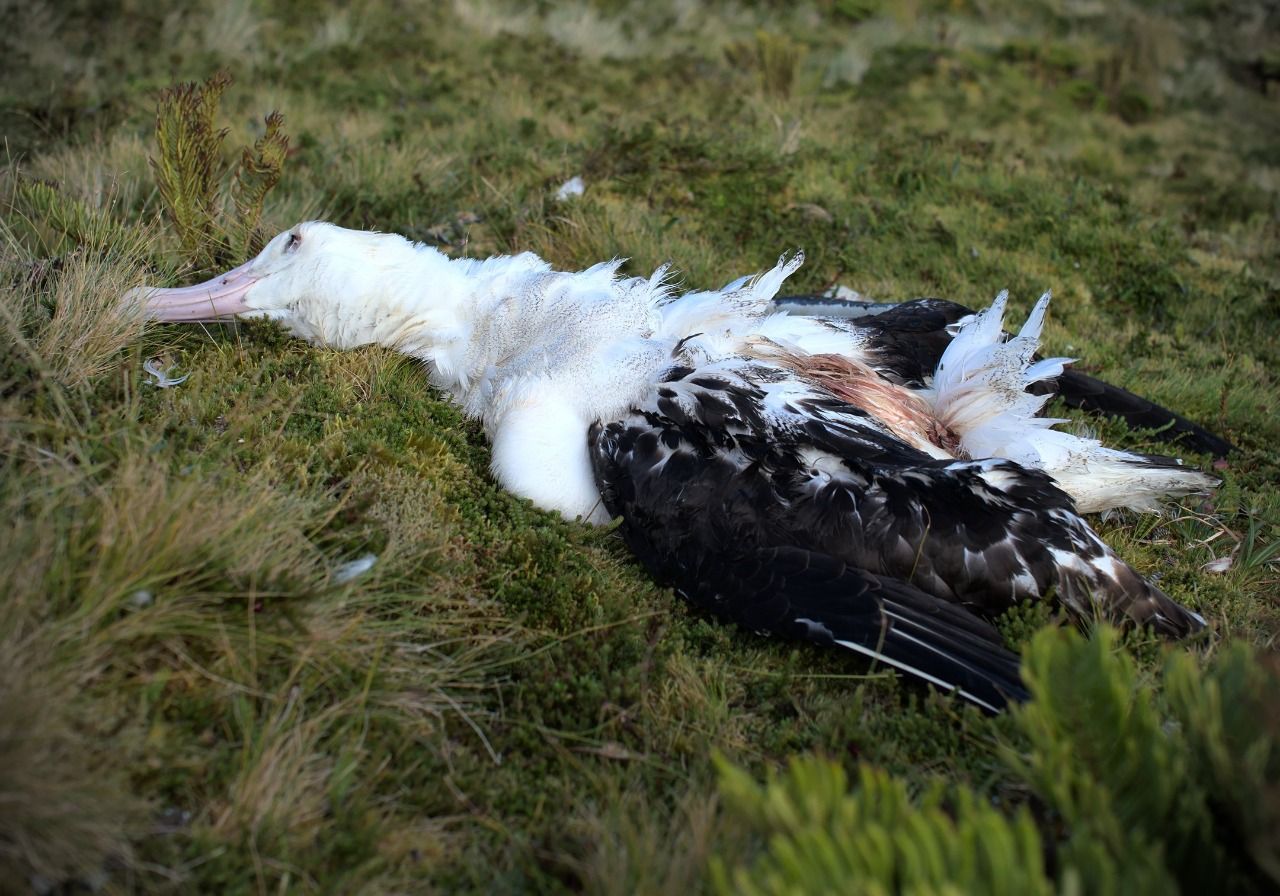 Dead Tristan Albatross 3 Rolf Daling