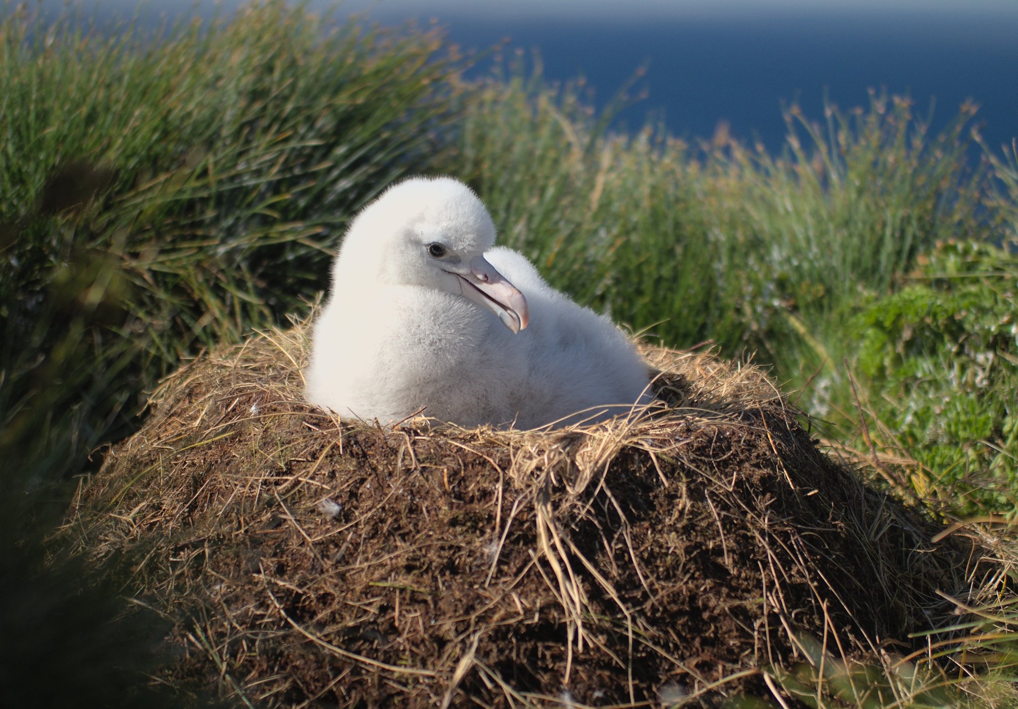 Chick Tristan Albatross Roeld Daling GIRP