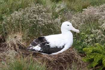 Tristan Albatross H9 Kalinka Rexer Huber