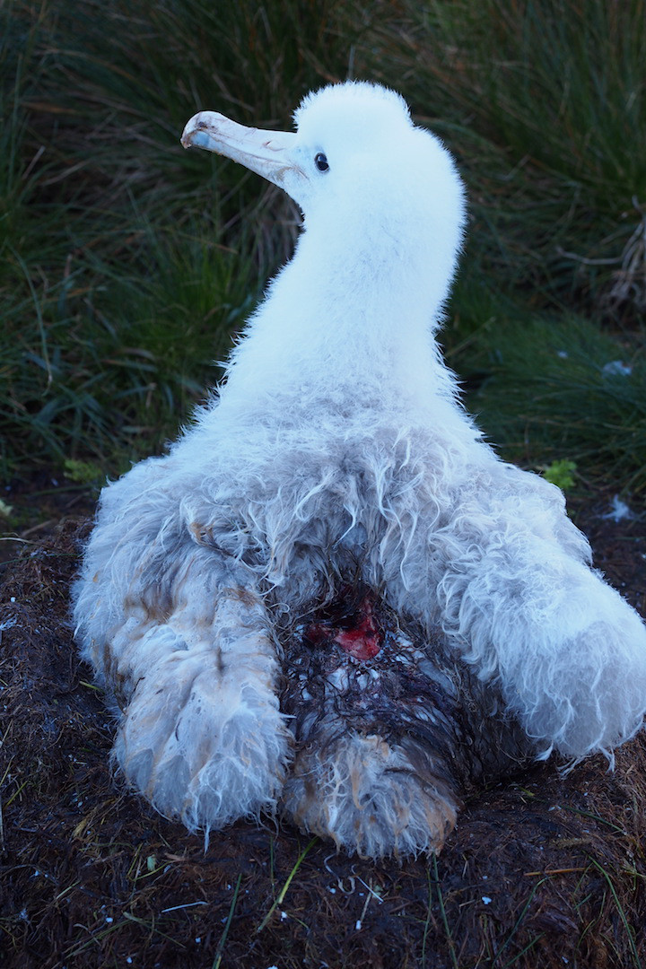 Agreement on the Conservation of Albatrosses and Petrels Alien