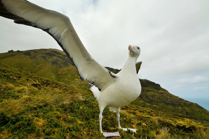 Tristan Albatross 3 Tom McSherry