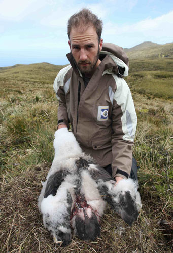 Tristan_Albatross_wounded_Rob_Ronconi_by_Peter_Ryan