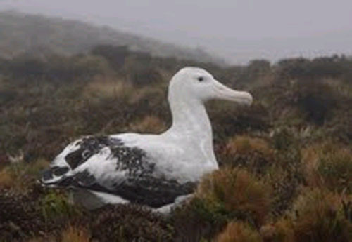 tristan_albatross_inaccessible_island_by_peter_ryan