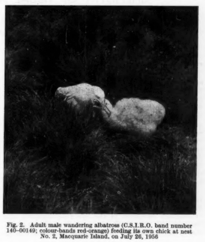 Carrick Macca Wanderer 1956 Nature