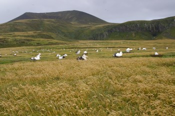 Albatross Valley PEI Bruce Dyer shrunk