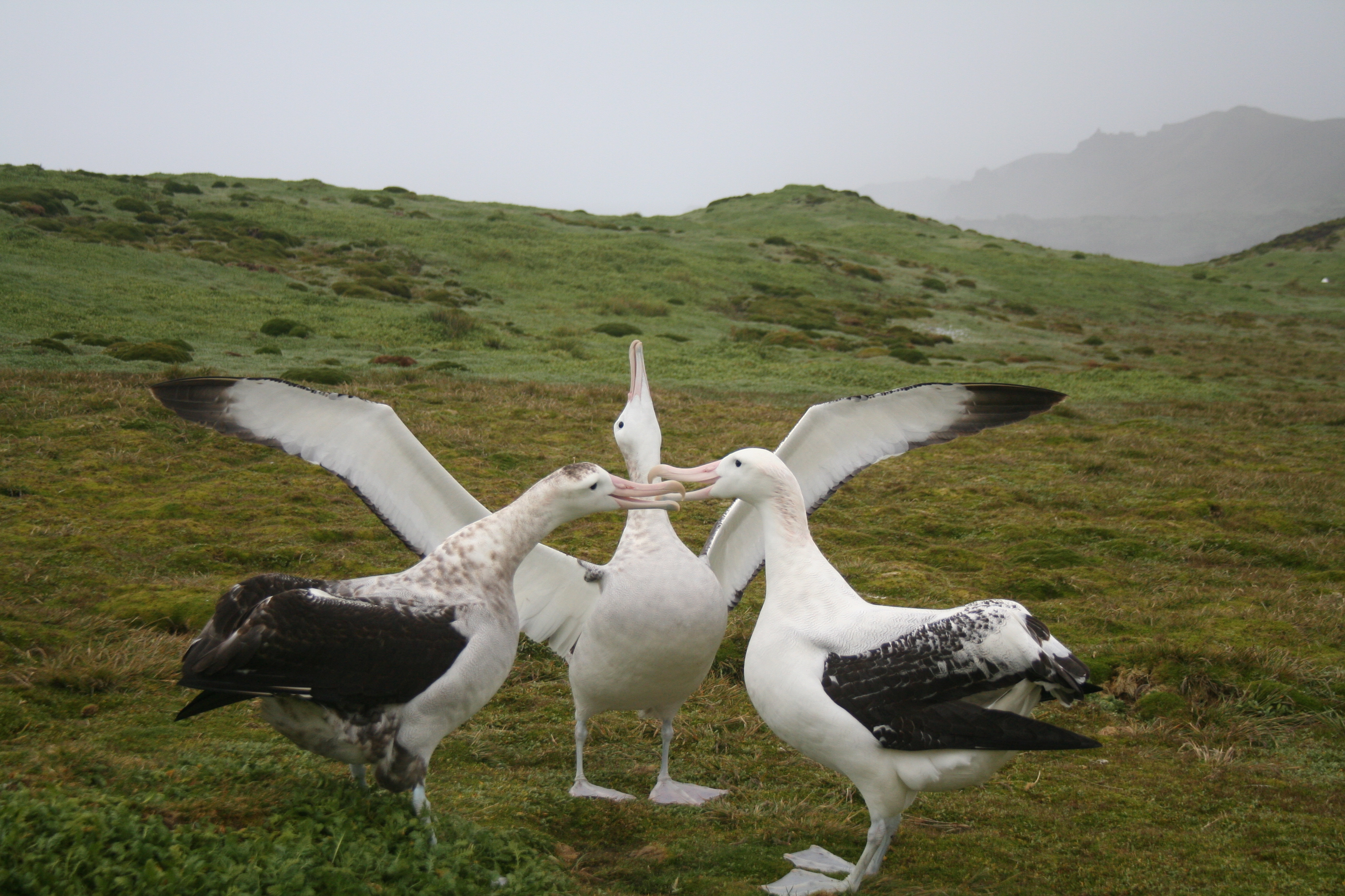 Alexis Osborne Wandering Albatross 3