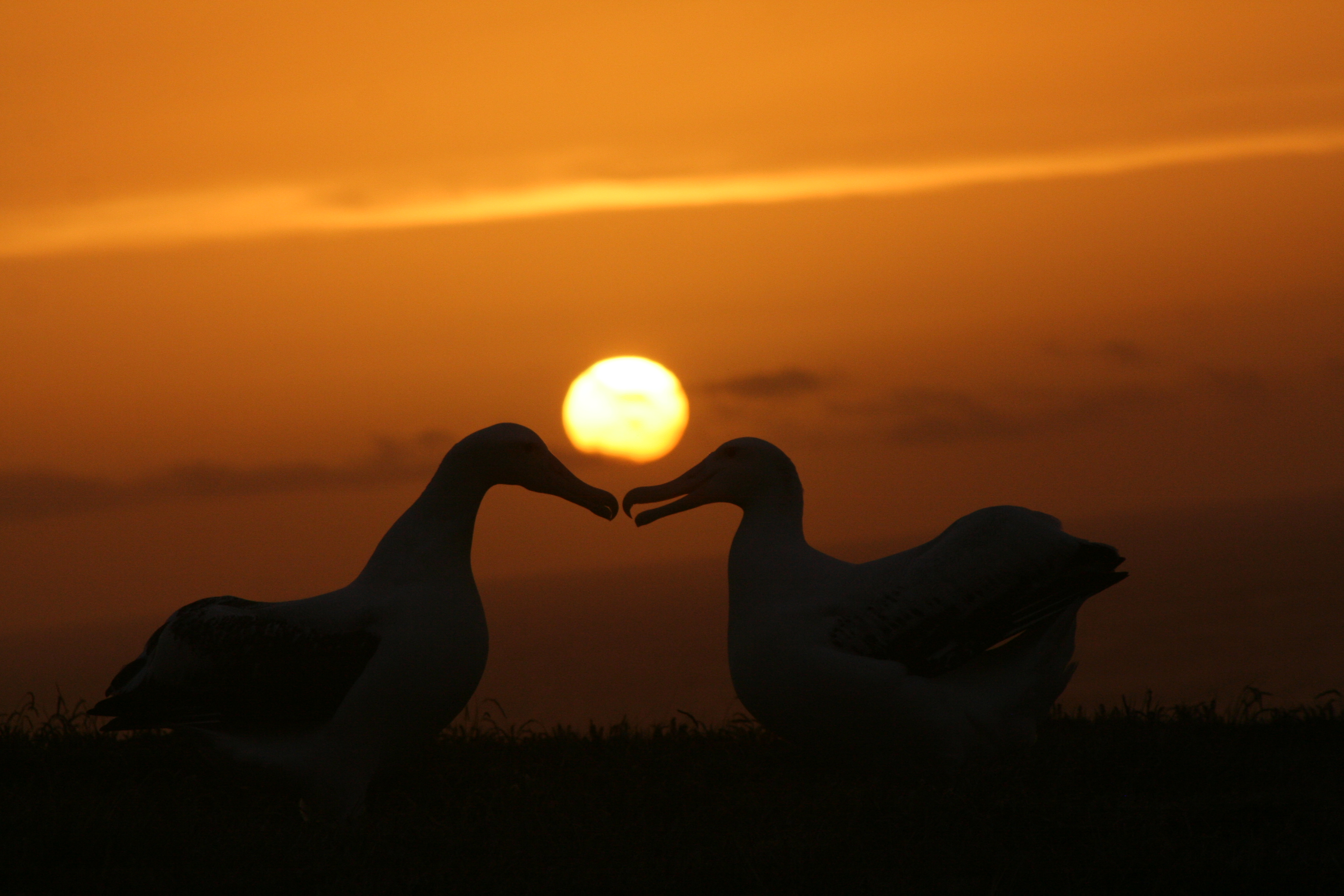 Alexis Wandering Albatross Sunset