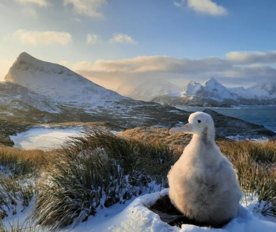 Bird Island Wanderer chick Erin Taylor