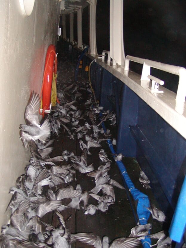 Bird Storm RV Tiglax near Kasatochi Island in 2003. Jeff Williams USFWS