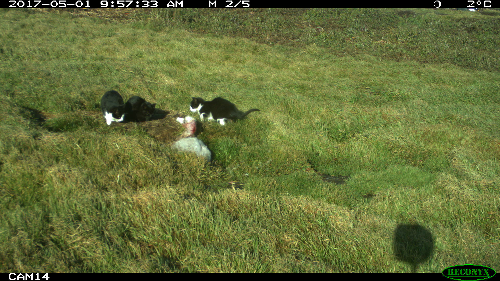 Cats attack Wandering chicks Christophe Barbraud 1