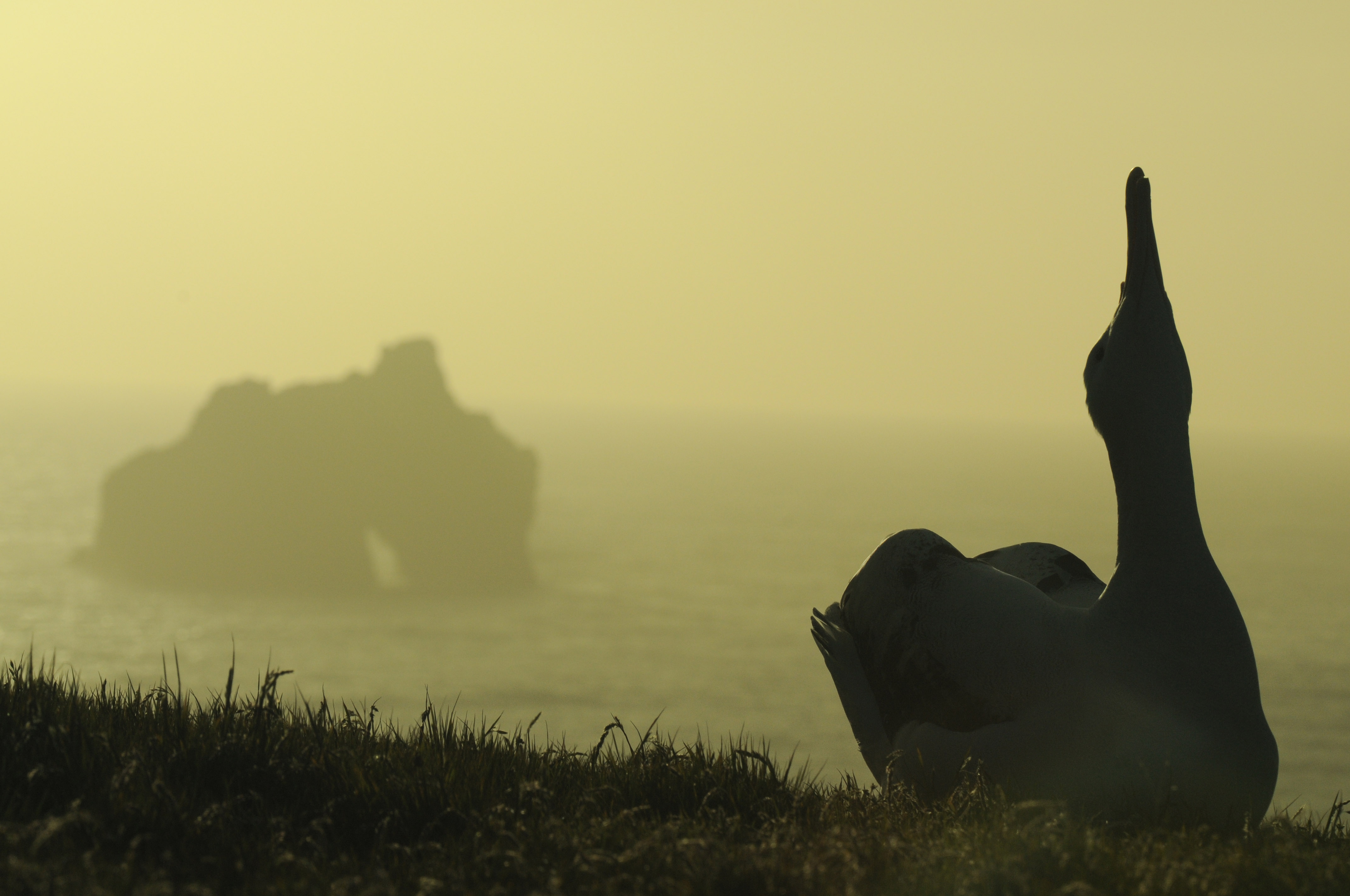 Franck Theron Champs des albatrosWandering albatross at sunset