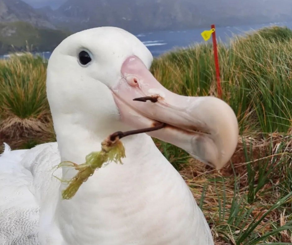 Hooked Wanderer Bird Island Erin Taylor