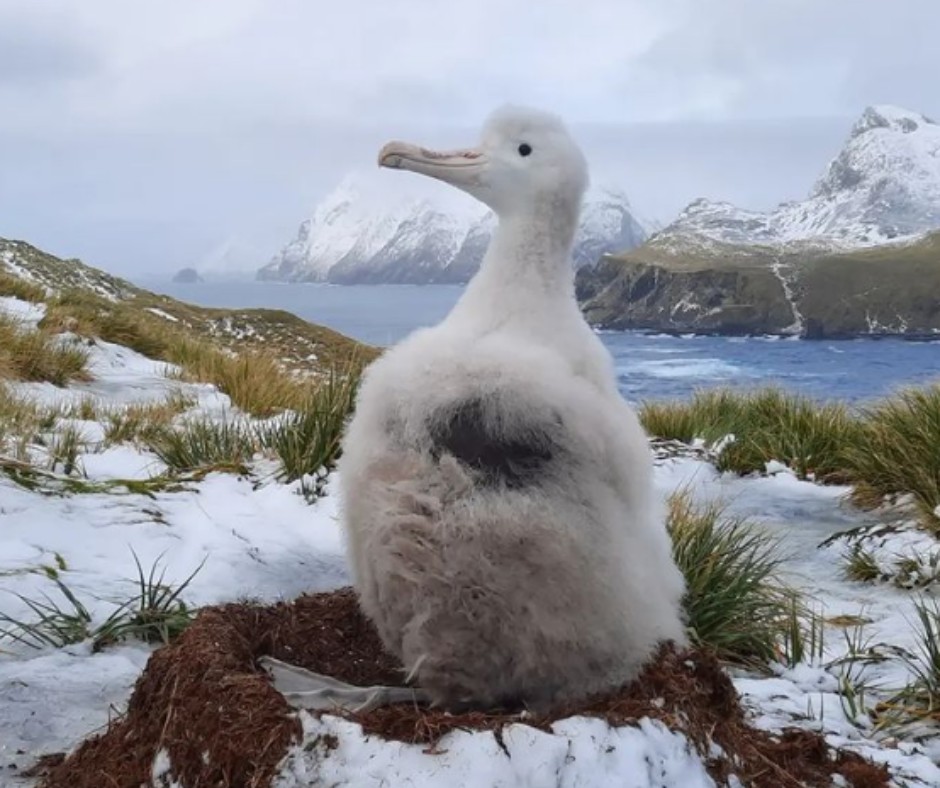 Hooked Wanderer chick Bird Island Erin Taylor