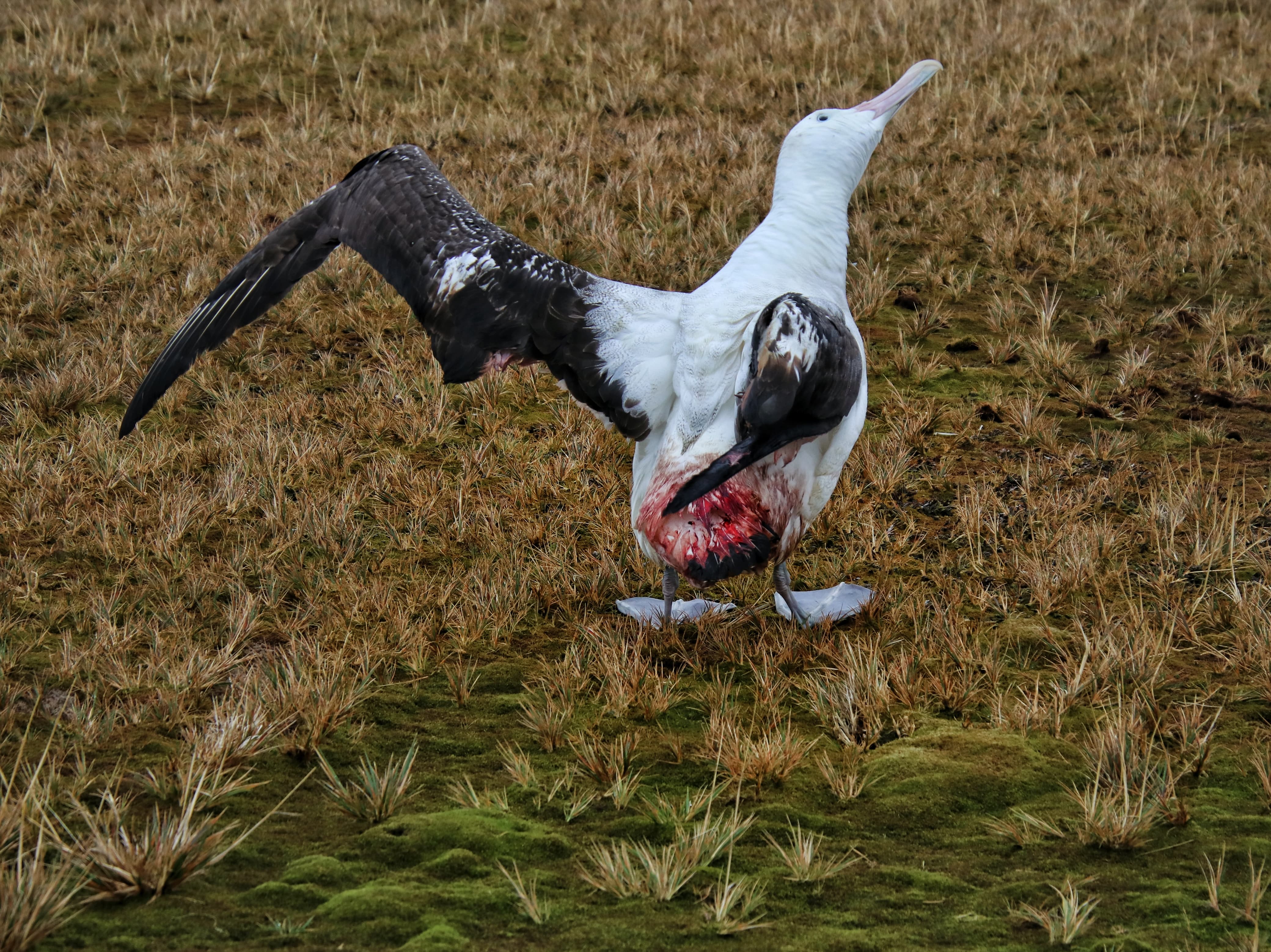 Injured Wanderer Albatross2 Christopher Jones