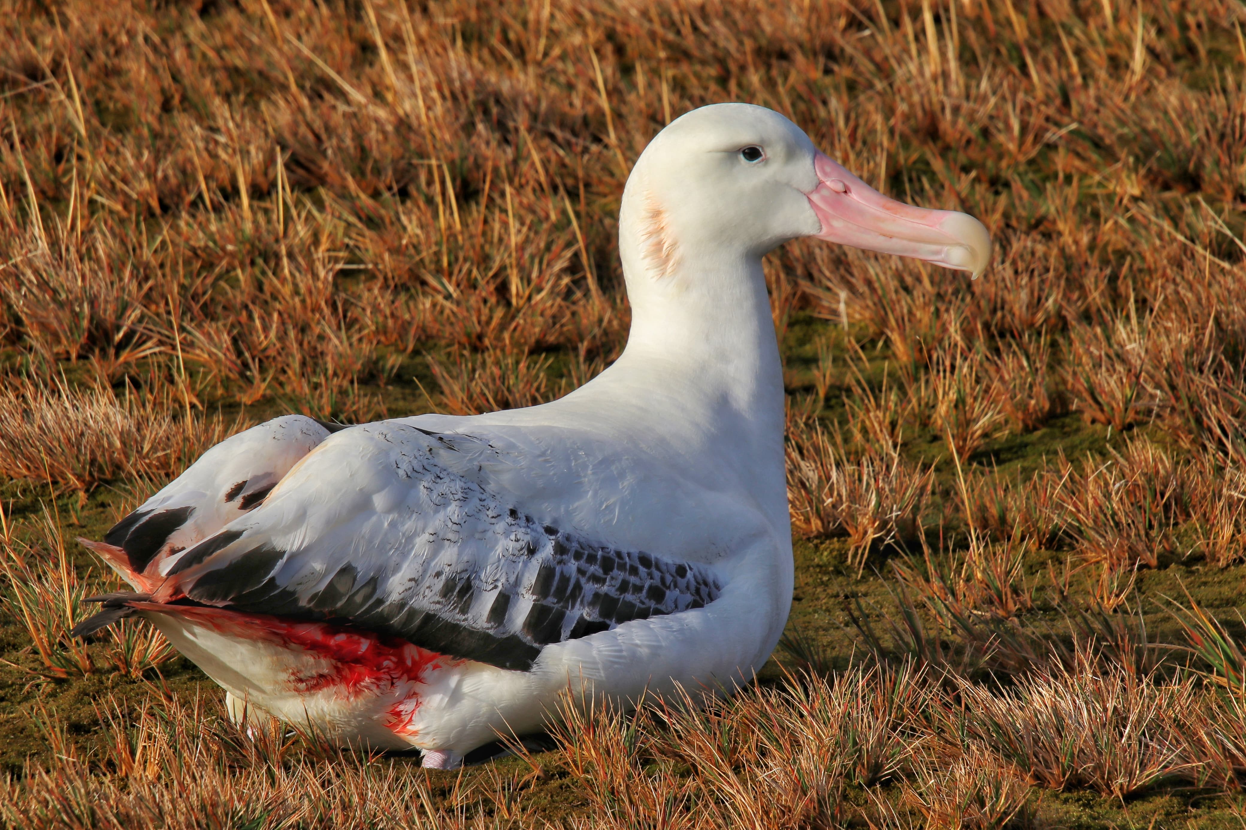 Injured Wanderer Albatross Christopher Jones