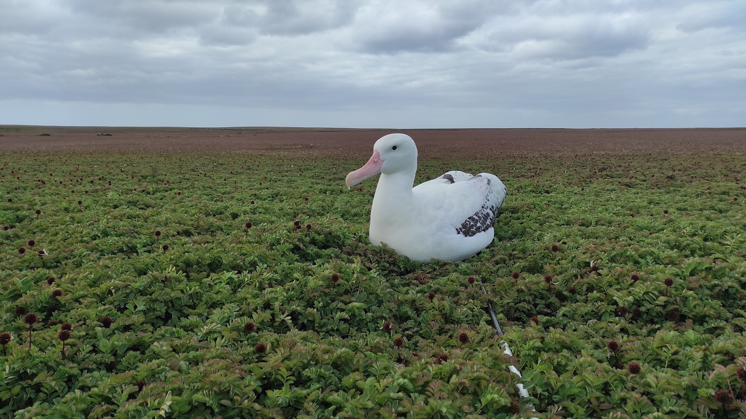 Kerguelen Bird Island Wanderer 1