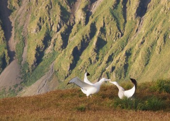 Mac Wanderers courting Petrel Peak 2 Kate Lawrence s