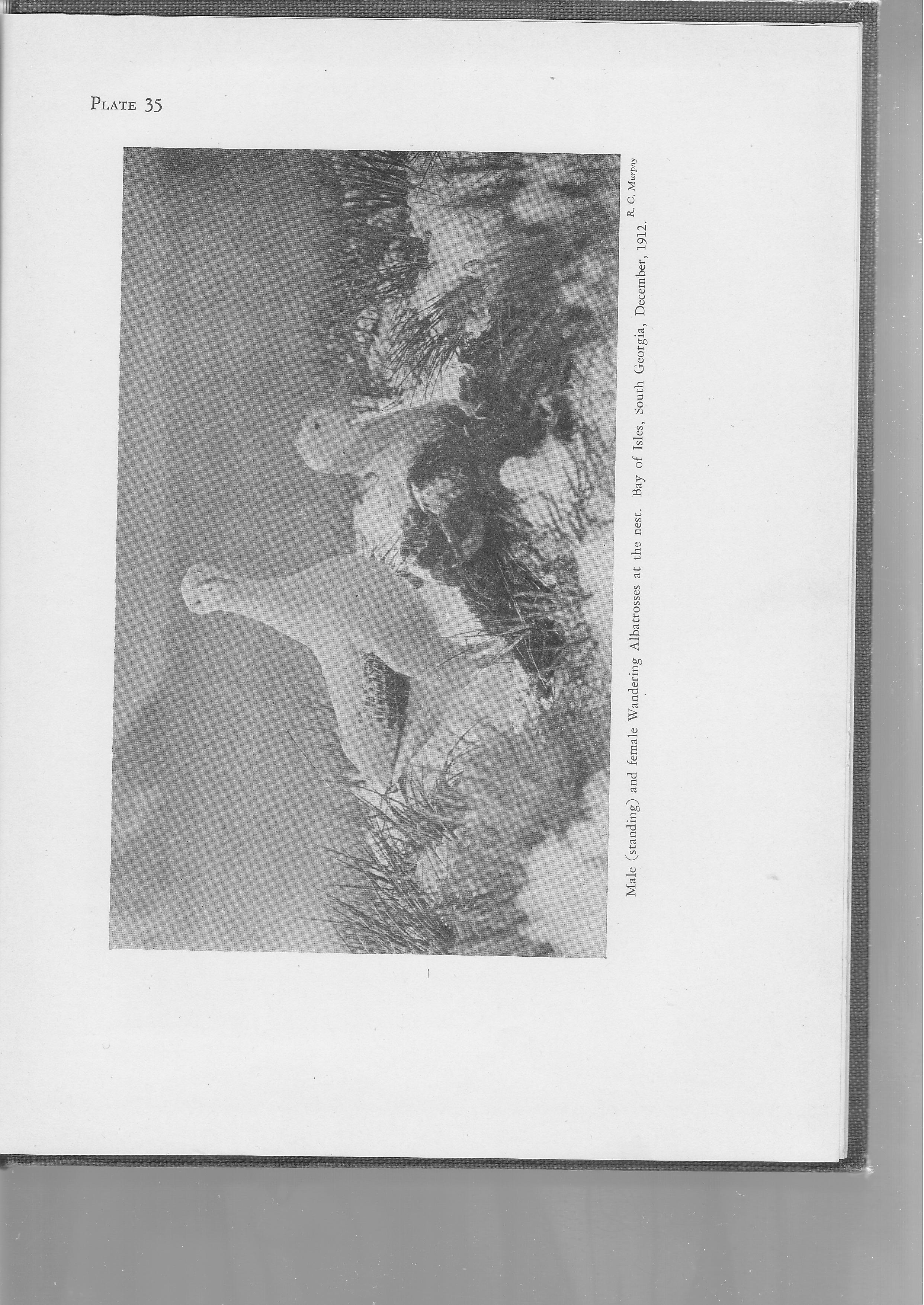 Murphy Albatross Island South Georgia 3