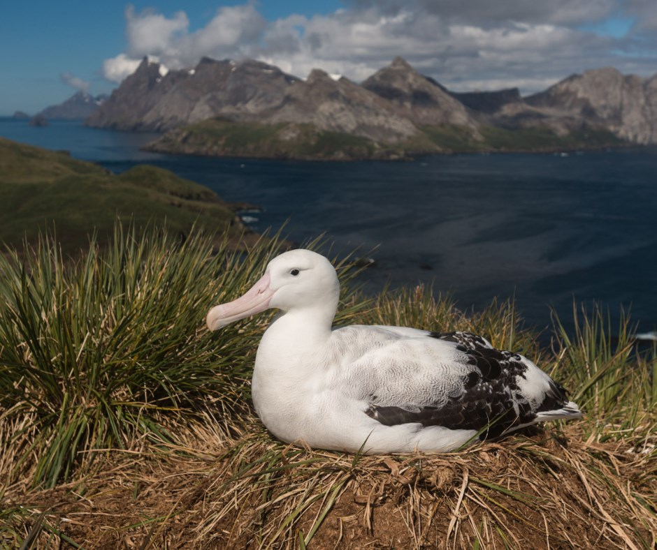 Wanderer Bird Island