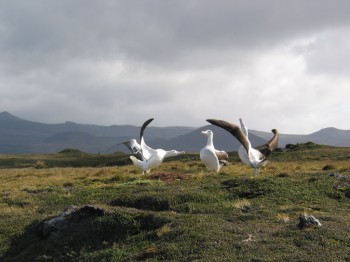 Wanderers Marion  Island Marienne de Villiers