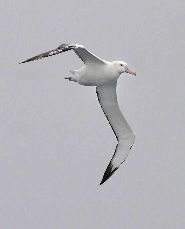 Wandering Albatross near South Georgia 2 Kirk Zufelt