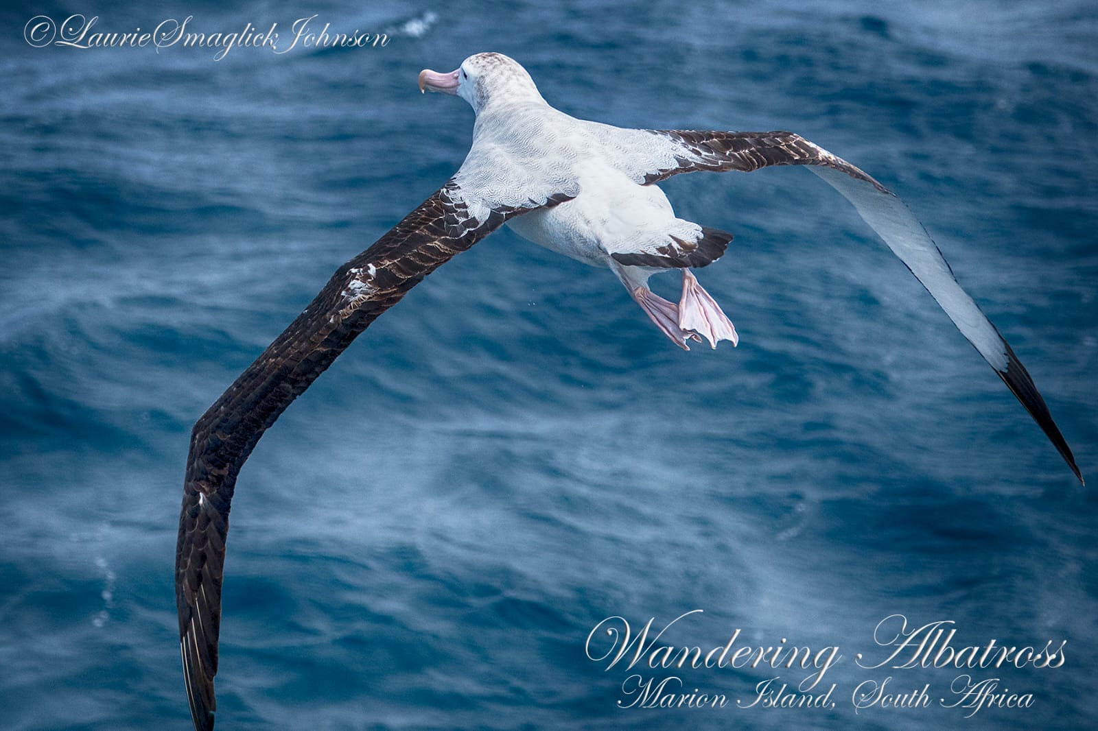 Wandering Albatross Flock 9