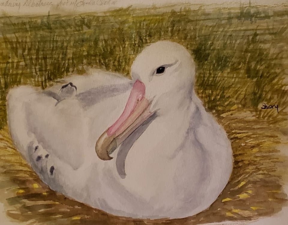 Wandering Albatross Linda Clokie Shary Page Weckwerth