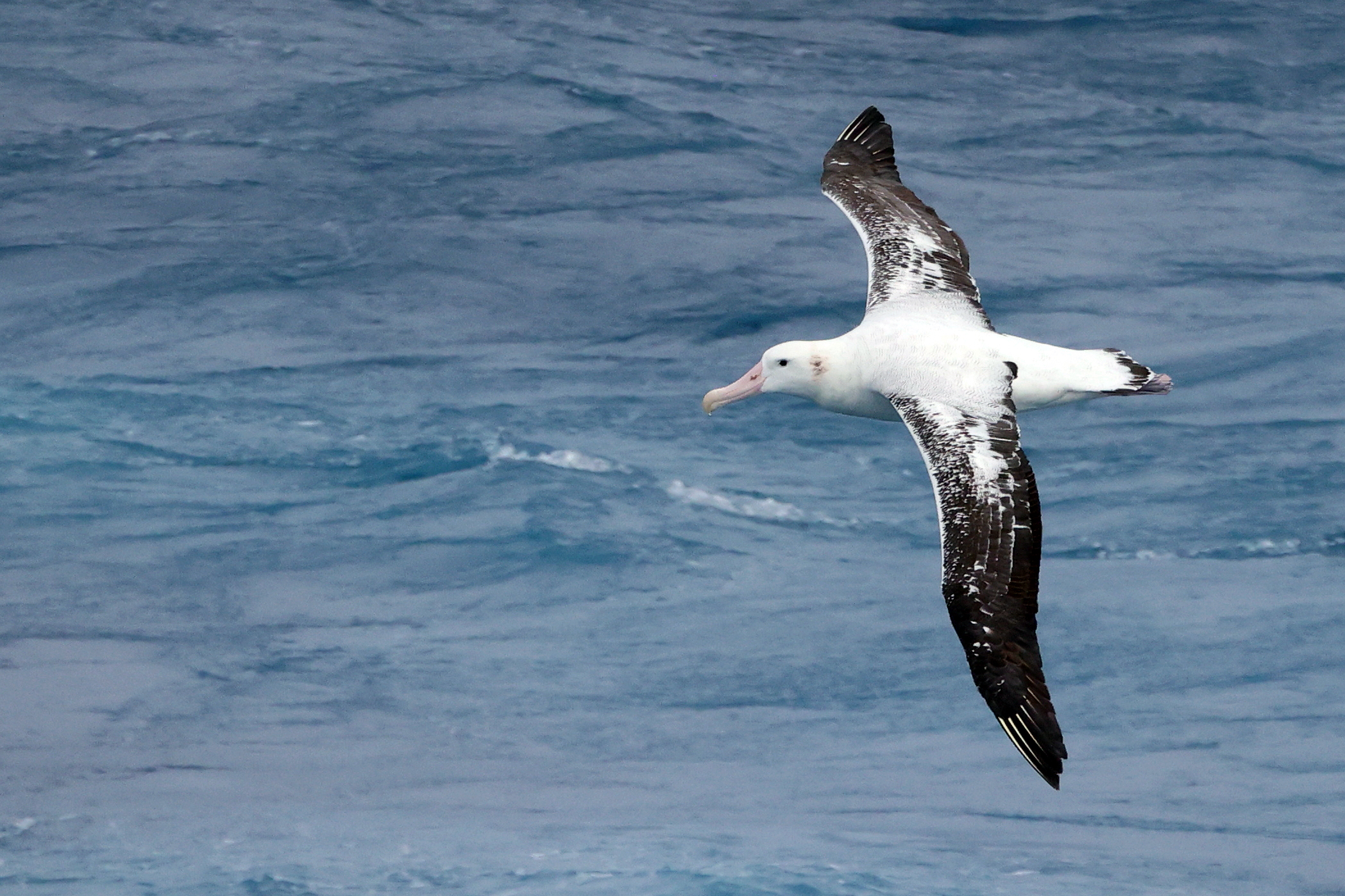 Wandering Albatross PEIs Trevor Hardaker