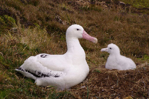 Wandering_Albatross_by_John_Cooper