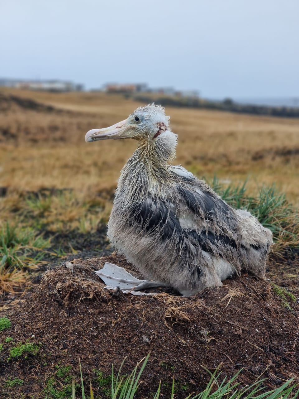 Wandering Albatross chick scalped Michelle Risi August 2023