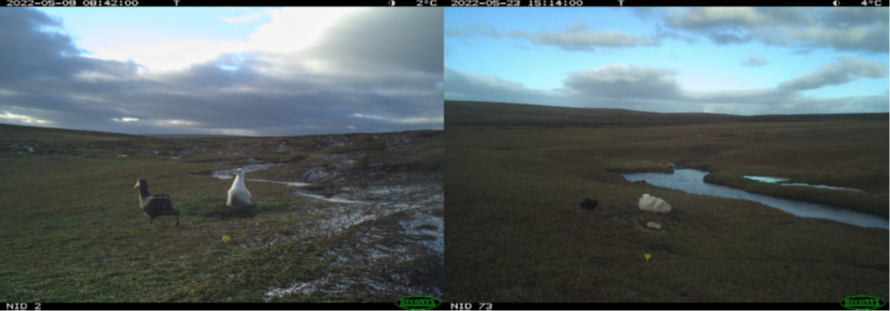 feral cats Kerguelen