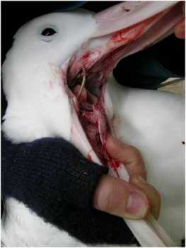 hooked wandering albatross british antarctic survey