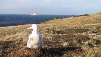 wandering_albatross_chick_daniels_grave_marion_island_by_john_cooper