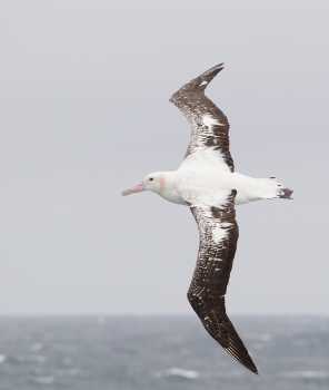 wandering albatross pink stain john chardine