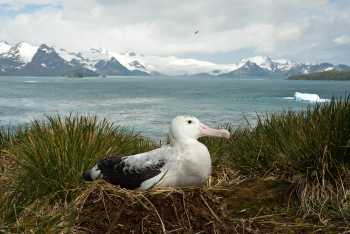 wandering_albatross_prion_island_anton_wolfaardt