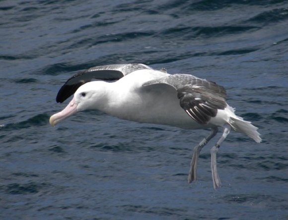 wandering_albatross_white770_uruguay_nov_2011_martin_abreu