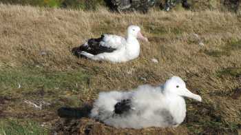 wandering_albatrosses_marion_island_by_john_cooper