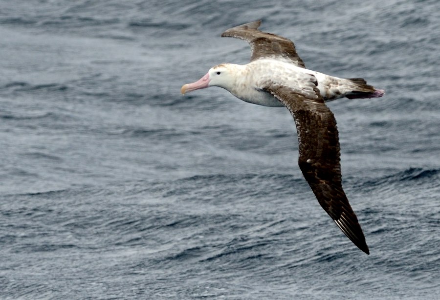 Wandering Albatross off Amsterdam 4 Kirk Zufelt