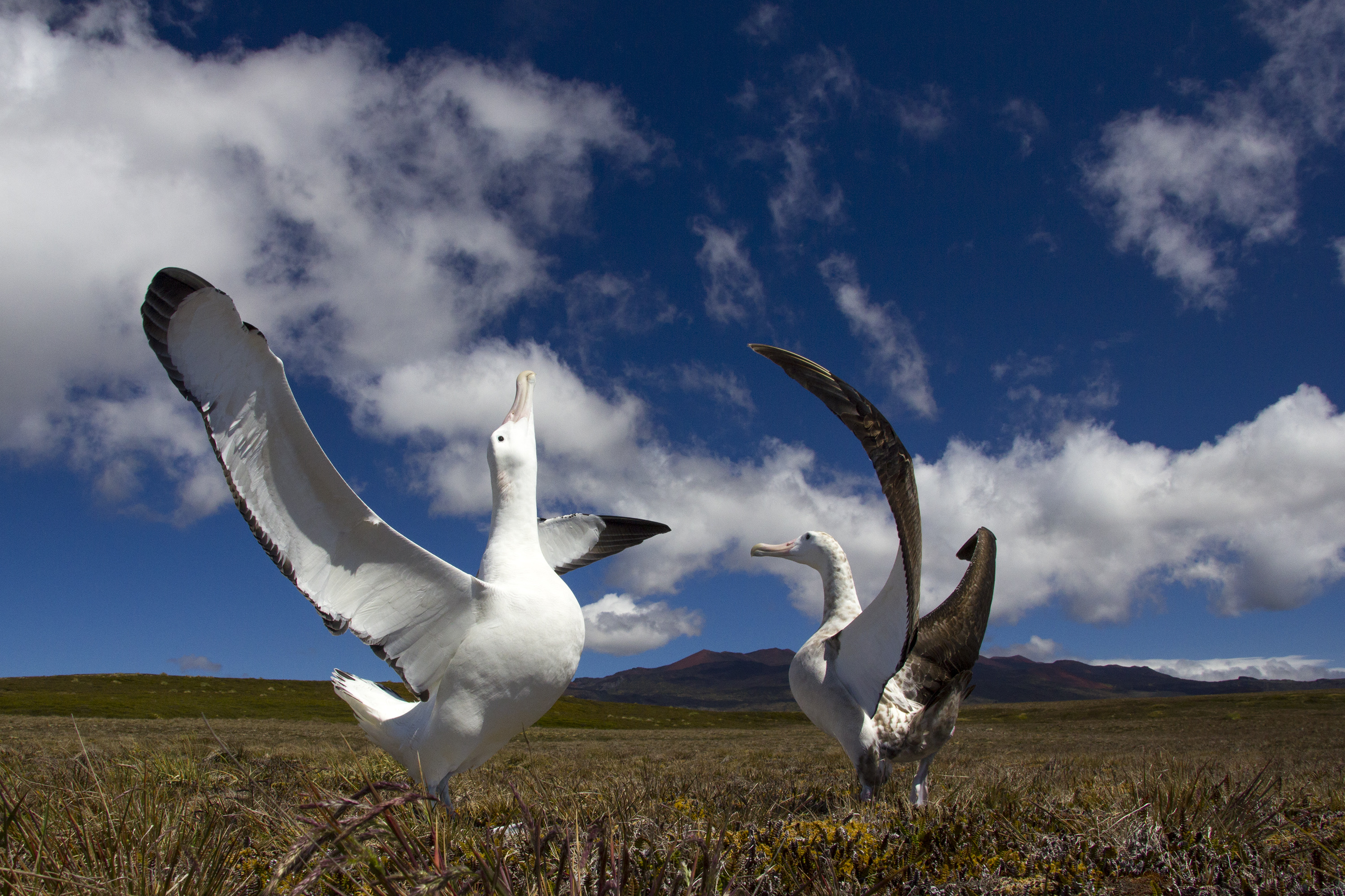 Wandering Albatrosses Marion Island Otto Whitehead