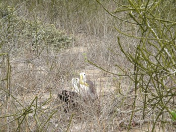 Waved Albatross Isla La Plata Sebastian Cruz 3