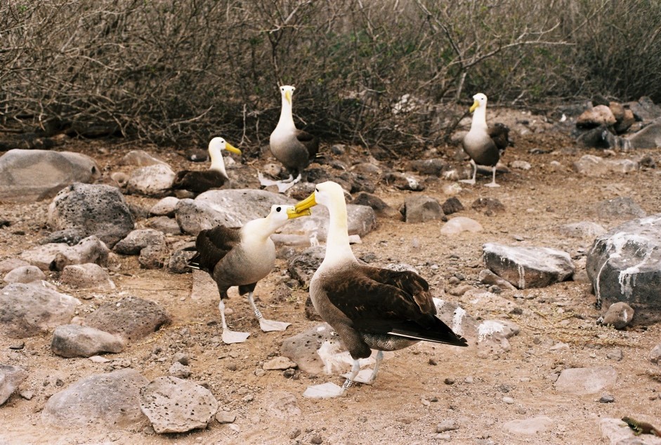 Waved Albatross Aves y Conservacion