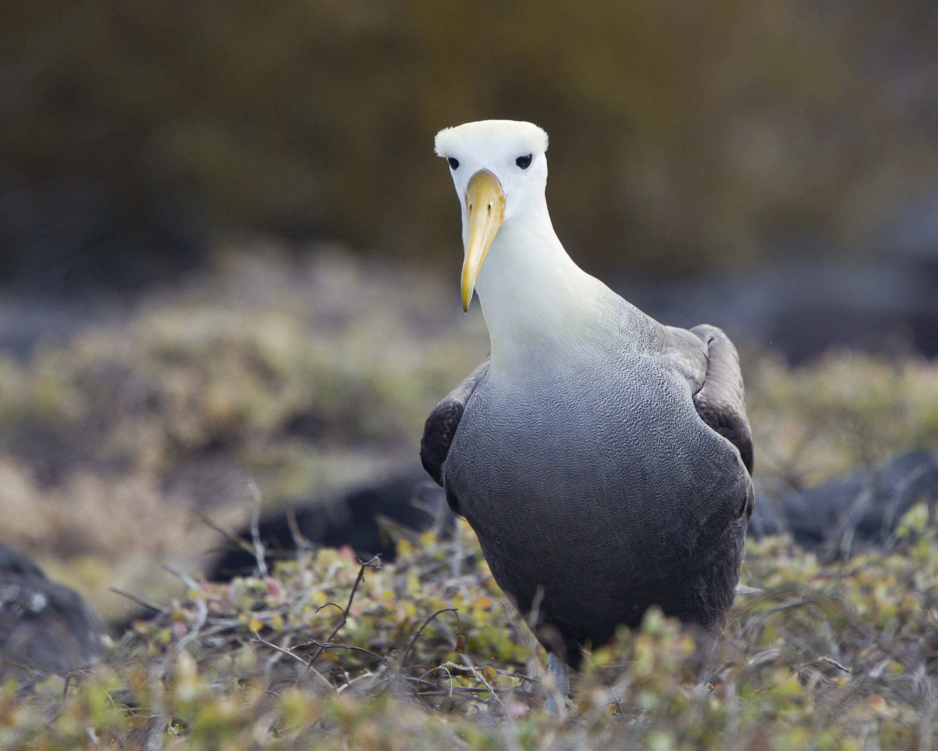 Waved Albatross Espanola Galapagos Ken Logan 1