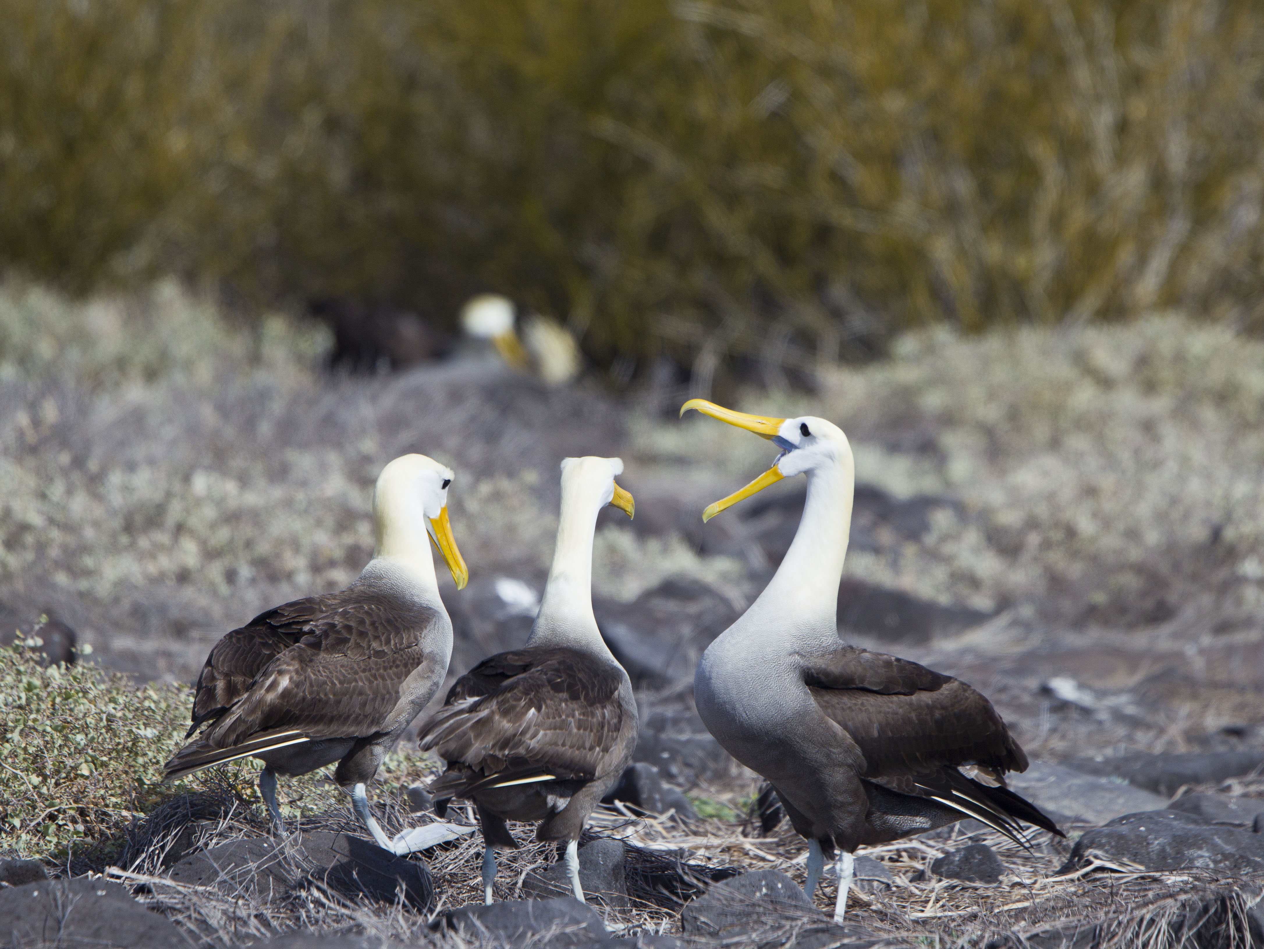 Waved Albatross Espanola Galapagos Ken Logan 15