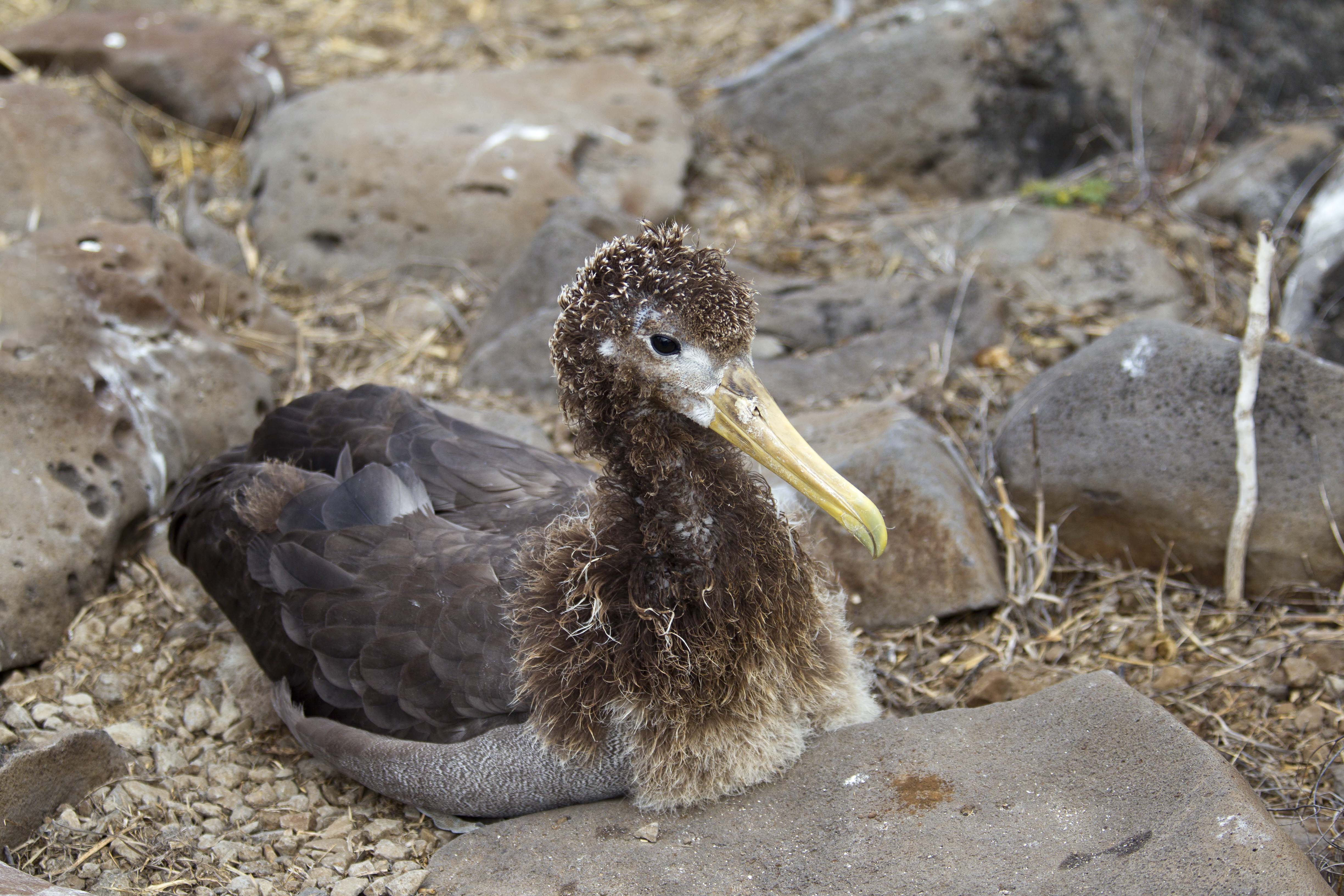 Waved Albatross Espanola Galapagos Ken Logan 2