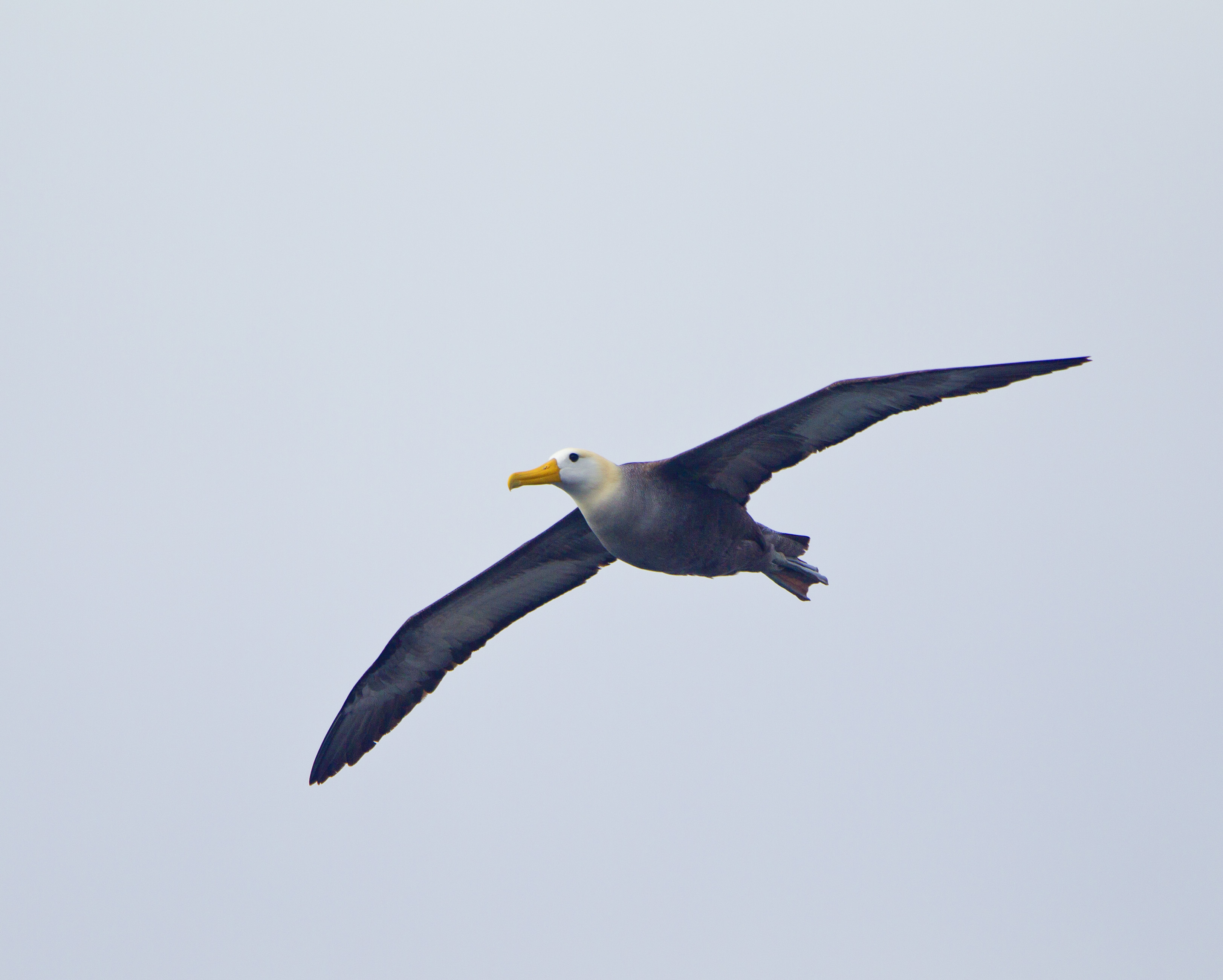 Waved Albatross Espanola Galapagos Ken Logan 3
