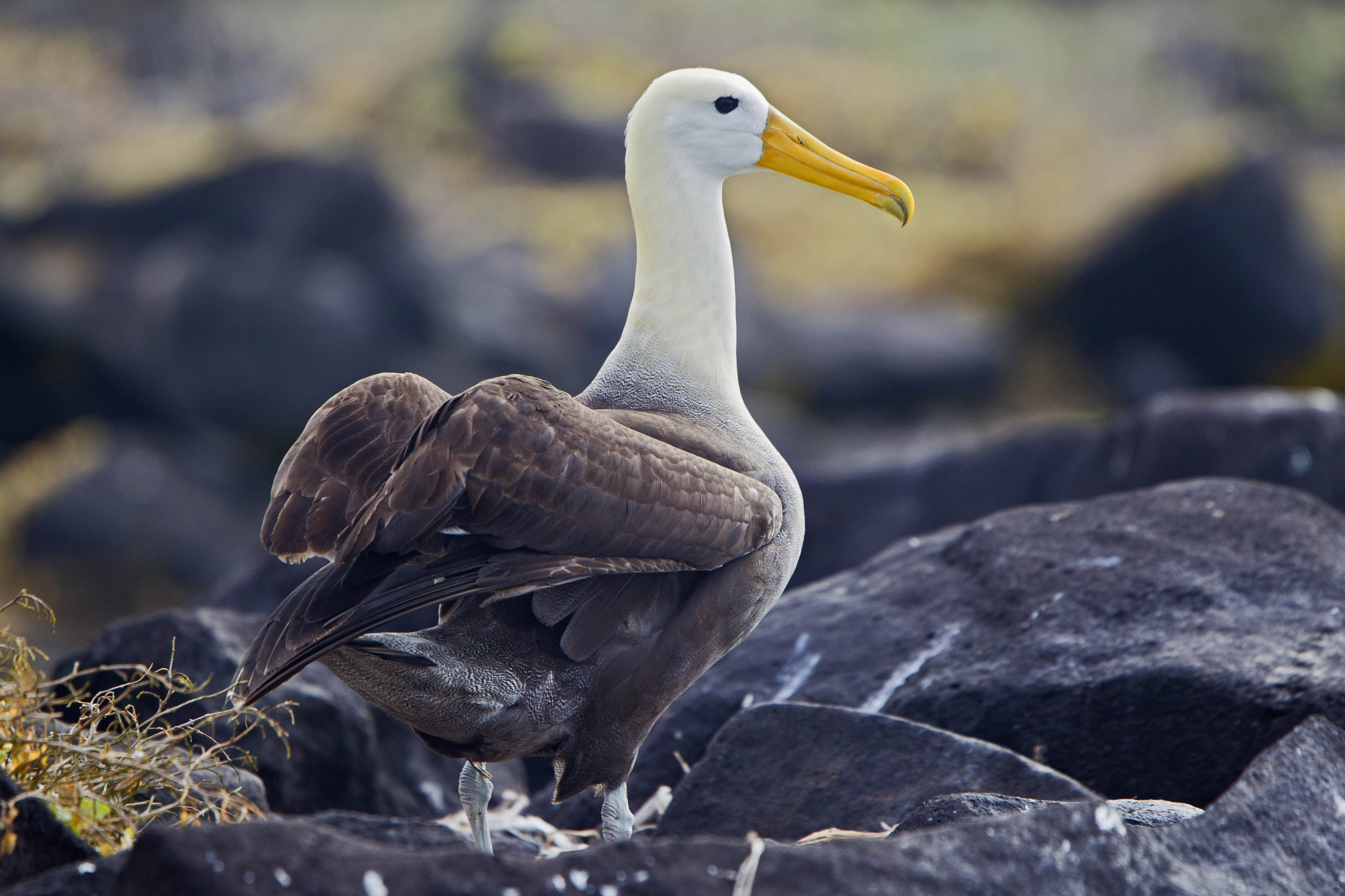 Waved Albatross Espanola Galapagos Ken Logan 4