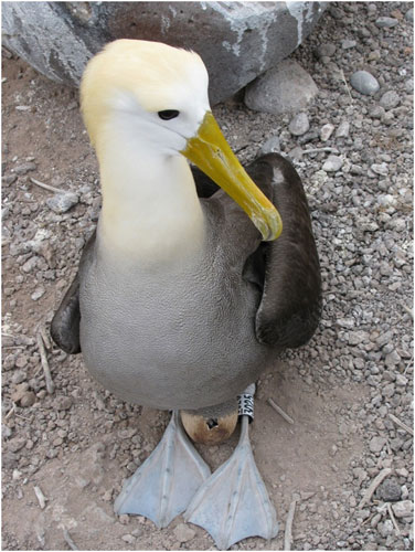 Waved Albatross incubating by Kate Huyvaert